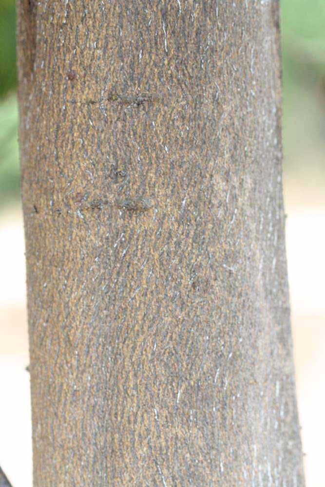            Bark (Riverside, CA)   
